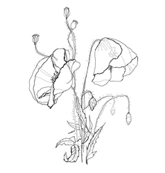 Poppies vector image
