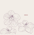 hawaiian hibiscus flowers sketch vector image