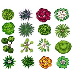 Different kind of plants vector image