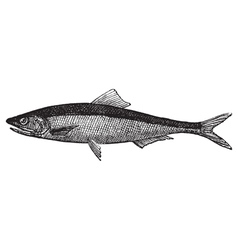 European anchovy vintage engraving vector image