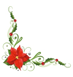 Poinsettia holly vector image