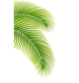 Leaves of palm tree on white background vector image