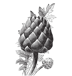 Artichoke globe artichoke engraving vector image