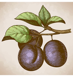 Engraving retro plum on the branch vector image