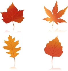 Vibrantly colored autumn leaves vector image