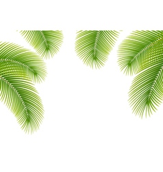 Leaves of palm tree on white background vector image
