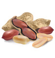 Peanut in a shell and cleared vector image