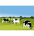 Cows vector image
