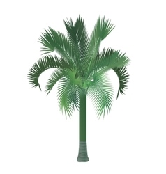 Tropical exotic high detailed palm tree vector image