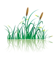 Closeup of sugar cane plantation vector image