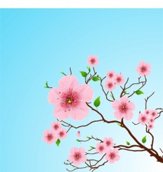 Floral spring background vector image