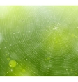 Web of natural background vector image