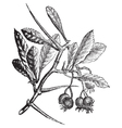 American Hawthorn vintage engraving vector image