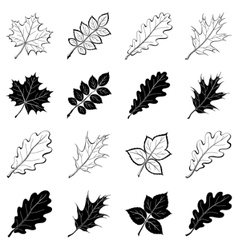 Leaves of plants silhouettes set vector image