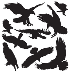 Eagle vector image