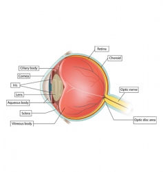 Eye anatomy vector image