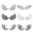 Bird Wings Bird Wings vector image