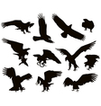 Eagles vector image