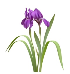 Purple Iris Flowers vector image