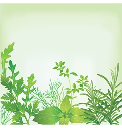 Frame of fresh herbs vector image