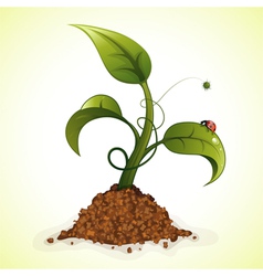 Young green sprout vector image