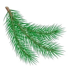 Fir branch vector image