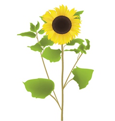 Sunflower Sunflower vector image
