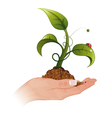 Young green sprout vector image