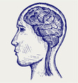 Human brain and head vector image