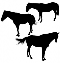 Horses silhouettes vector image