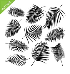 Collocetion of Palm leaves silhouettes vector image