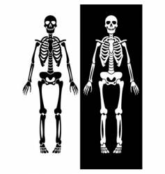 Skeleton vector image