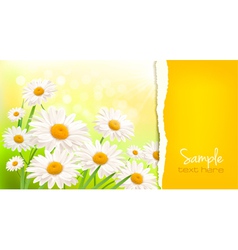 Nature background with fresh daisy vector image