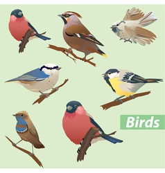 Set of birds vector image