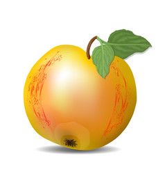 Isolated yellow apple with red texture and green Isolated yellow apple with red texture and green vector image