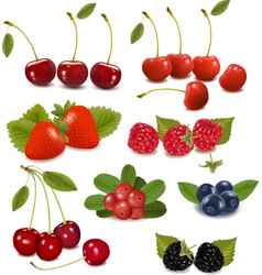 Fresh berries vector image