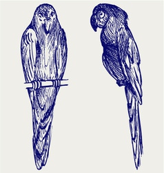 Couple of parrot vector image