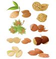Set of various nuts vector image