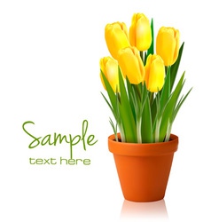 Fresh spring yellow flowers vector image