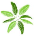 Set of palm leaves vector image