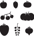 Tomatoes vector image
