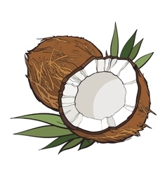Coconut isolated on white background vector image