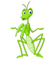 Praying mantis vector image