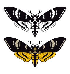Deaths head hawk moth vector image