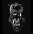 Grizzly bear t-shirt design vector image