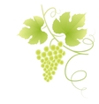 Beautiful green grape vine vector image