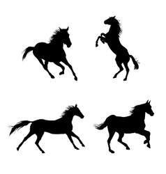 Black horses vector image