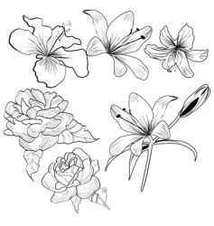 Sketch with flowers vector image