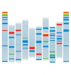 Dna clear vector image