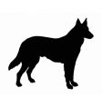 German shepherd dog vector image